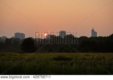 The Skyline Of Raleigh, North Carolina At Sunrise With A Sunflower Field At Dix Park In The Foregrou