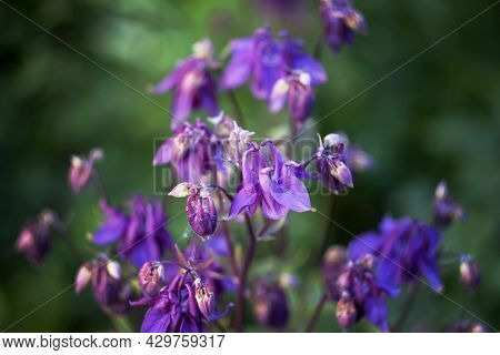 Blue Flower Of European Columbine. Aquilegia Vulgaris. Close Up.