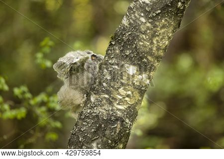 Nesting Of Long-eared Owl (asio Otus) Climbing On Bisch Tree. Fledgling On Tree In Spring Time. Wild
