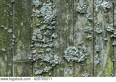 Old Wooden Fence With Lichen Hypogymnia On It. Selective Focus.