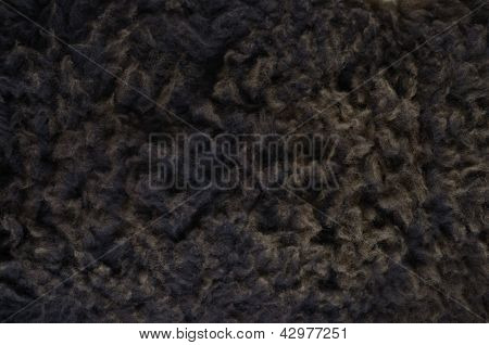 Black Sheep Fur