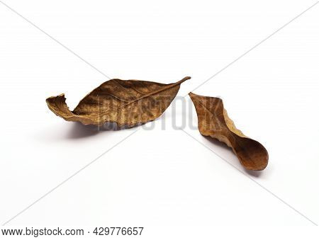 The Dry Leaves On A White Background