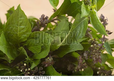 Thai Basil Or Locally Known As Daun Selasih Normally Used In Asian Cooking. Selective Focus Points. 