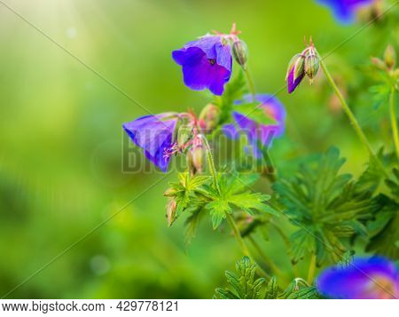 Blue And Purple Flowers Of Geranium Wallichianum. Summer Or Spring Flower Background.
