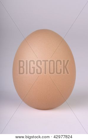 Egg On Grey Background