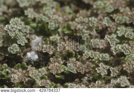 Marchantia Polymorpha Liverwort, Close Up Shot Macro