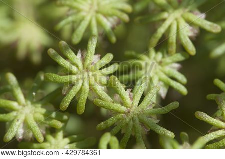 Marchantia Polymorpha Liverwort, Close Up Shot Macro
