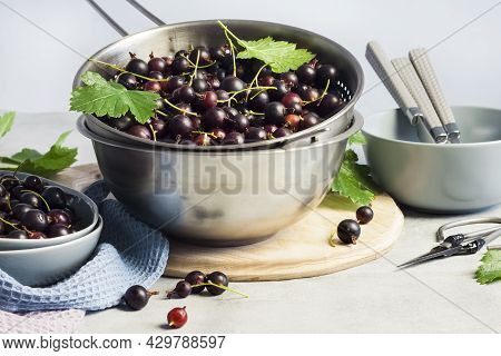The Jostaberry (ribes X Nidigrolaria) Hybrid Of A Black Currant And Gooseberry