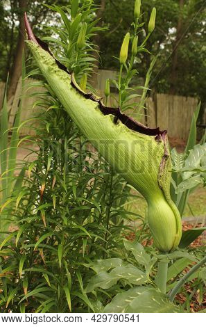 Dragon Arum - Dracunculus Vulgaris Or Dragon Lily