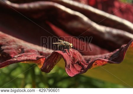 Dragon Arum - Dracunculus Vulgaris Or Dragon Lily