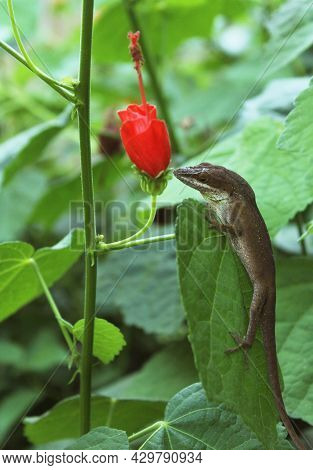 Green Anole Lizard Anolis Carolinensis On Red Turks Cap Bush