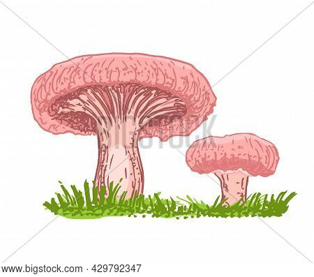 Edible Russule Mushroom. Coral Milky Cap Mushrooms Growing In The Forest. Outdoors. Family Of Mushro