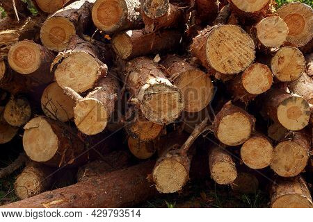 Freshly Cut Pine Logs Stacked Up On Top Of Each Other In A Pile As Background. Forest Destruction, L