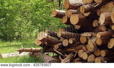 Cut Pine Logs Stacked Up On Top Of Each Other In A Pile Against Background Of Green Forest. Forest D