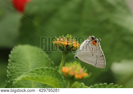 Gray Hairstreak Butterfly - Strymon Melinus On Lantana