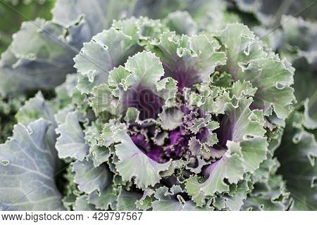 Ornamental Decorative Cabbage Close-up In The Garden. Natural Background From Cabbage. Landscaping