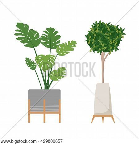 A Set Of Stylish Fashionable Indoor Plants For The House. Isolated On A White Background. Dracaena, 
