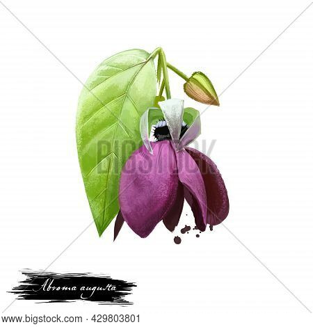 Ulatkambal - Abroma Augusta Ayurvedic Herb, Flower, Blossom. Digital Art Illustration With Text Isol