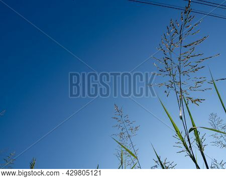 Phragmites Karka Grass Flowers In The Bright Sunlight And Fluffy Clouds In Blue Sky