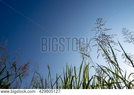 Phragmites Karka Grass Flowers In The Bright Sunlight And Fluffy Clouds In Blue Sky