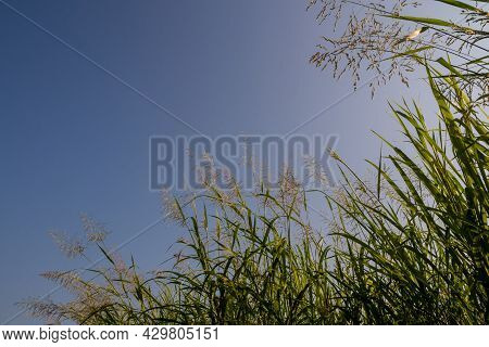 Phragmites Karka Grass Flowers In The Bright Sunlight And Fluffy Clouds In Blue Sky