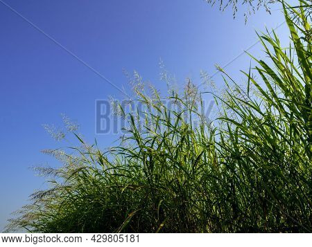 Phragmites Karka Grass Flowers In The Bright Sunlight And Fluffy Clouds In Blue Sky