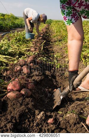 Field Workers Digging Up Potato Manualy With Spade. Harvesting Oreganic Yield Of Potato On A Field.