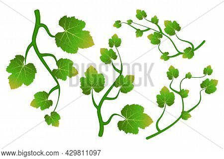 Grapevine Climbing Branch With Leaves Set Isolated On White Background. Grape Vine Or Ivy Creeper De