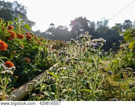 Ageratum Conyzoides Is Native To Tropical America, Especially Brazil, And Considered An Invasive Wee