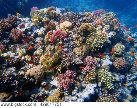 Queen Of The Red Sea - Pseudanthias Squamipinnis