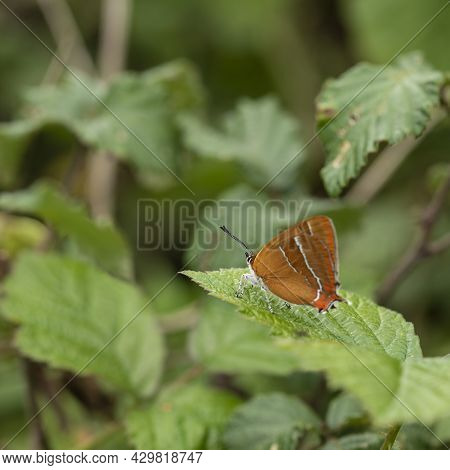 Stunning Image Of Rare Brown Hairstreak Butterfly Thecla Butulae In English Countrysdie Wild Flower