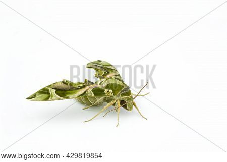 Oleander Hawk Moth (daphnis Nerii) On Isolated White Background