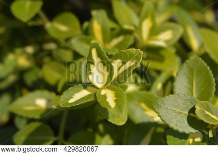 Wintercreeper Blondy Leaves - Latin Name - Euonymus Fortunei Blondy