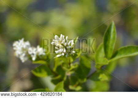 Oval-leaved Privet Flower Buds - Latin Name - Ligustrum Ovalifolium