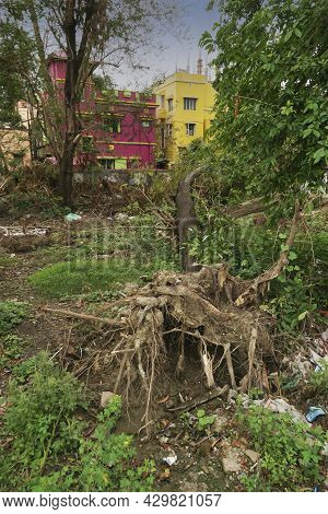Super Cyclone Amphan Uprooted Trees Which Fell On A Field. The Devastation Has Made Many Trees Fall 