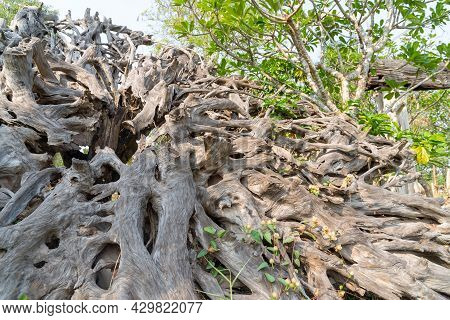 Big Dry Dead Tree Root, White Gray Dry Patterned Twisting Tangled Roots Of An Old Dead Tree.