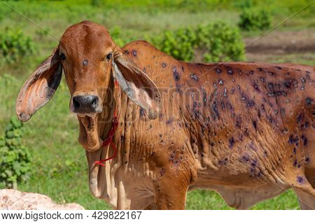 Cow Close Up Suffering From Lumpy Skin Disease On Mouth And Body.