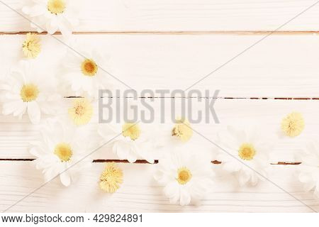 White Chrysanthemum And Yellow Coltsfoot On White Wooden Background