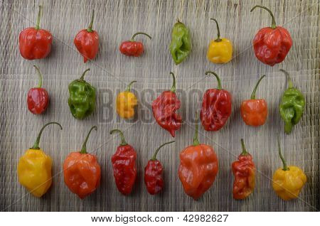 Chilis Habanero ที่แตกต่างกัน