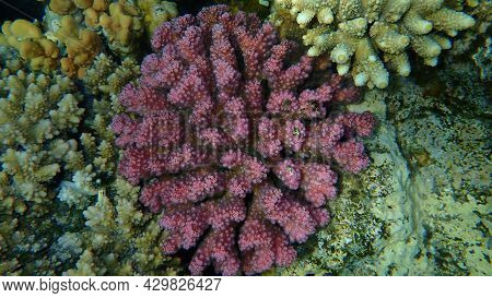 Stony Coral Rasp Coral, Or Cauliflower Coral, Knob-horned Coral (pocillopora Verrucosa) Undersea, Re