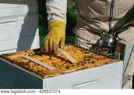The Beekeeper Treats The Bees Of The Varroa Mite. Diseases Of Bees And Their Treatment. Varroasis. V