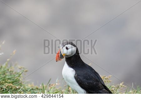 Puffin In The Beautiful Countryside Nature Of Hafnarholmi In Borgarfjordur Eystri In Iceland
