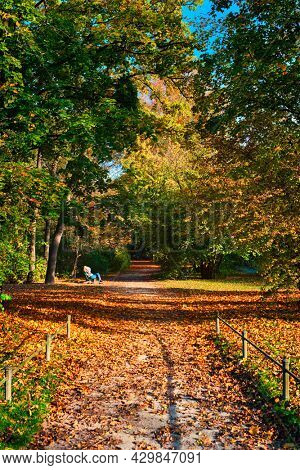 Golden autumn fall October in famous Munich relax place - Englishgarten with people pedestrians and cyclists . English garden with fallen leaves and golden sunlight. Munchen, Bavaria, Germany