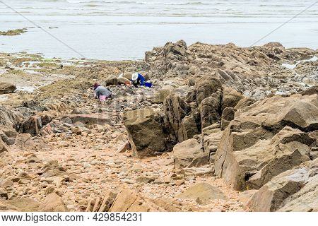Taean, South Korea; July 30,2021: Unidentified People On Stony Beach At Low Tide Looking For Clams.