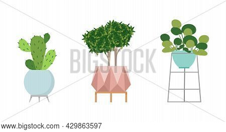 A Set Of Stylish Fashionable Indoor Plants For The House. Isolated On A White Background. Dracaena, 