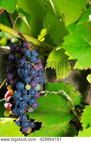 Clusters Of Wine Grapes Hanging On A Vine Softly Ripen From Green To Rose To Blue I