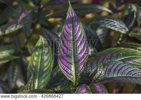 Close Up Top View Of Strobilanthes Auriculatus Dyeriana Persian Shield Tropical Flower. Sweden.