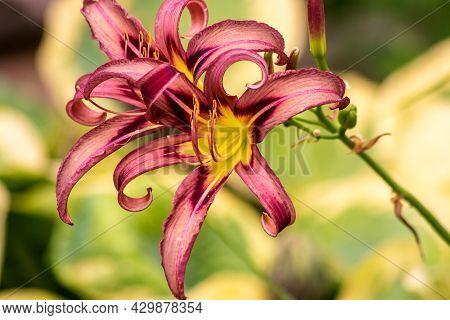 Beautiful Bloom Of Decorative Flower 