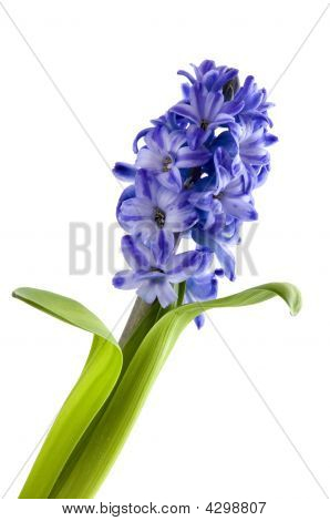 Blommor från Hyacinth