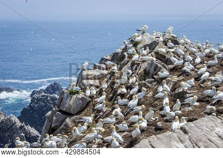 Birds (gantee) At Saltee Islands In Wexford Ireland.